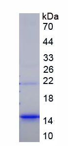 Recombinant Chemokine C-X-C-Motif Ligand 16 (CXCL16)