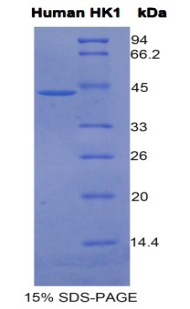 Recombinant Hexokinase 1 (HK1)