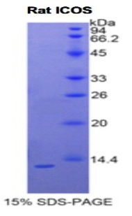 Recombinant Inducible T-Cell Co Stimulator (ICOS)