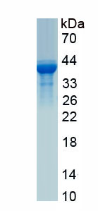 Recombinant Lactoferrin (LTF)