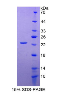 RPA781Hu01.jpg