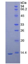 Recombinant Kidney Injury Molecule 1 (Kim1)