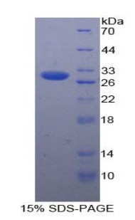 Recombinant Inducible T-Cell Co Stimulator Ligand (ICOSLG)