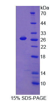 RPA789Hu01.jpg