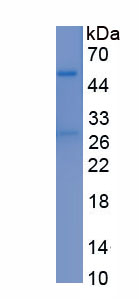 Recombinant Osteonectin (ON)