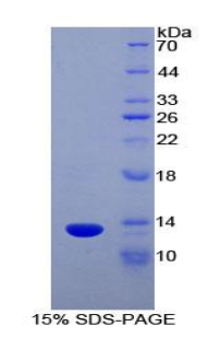 RPA795Hu01.jpg