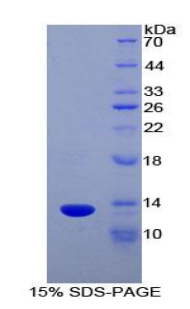 Recombinant Chemokine (C motif) ligand (XCL1)