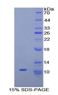 Recombinant Neuropeptide S (NPS)