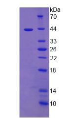 RPA802Hu01.jpg