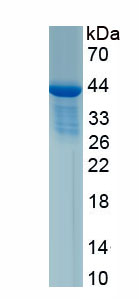 Recombinant Cholecystokinin (CCK)