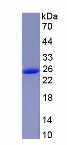 Recombinant Cardiotrophin 1 (CT1)