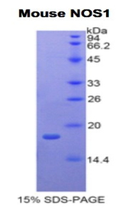 Recombinant Nitric Oxide Synthase 1, Neuronal (NOS1)