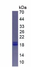 Recombinant Parathyroid Hormone Related Protein (PTHrP)