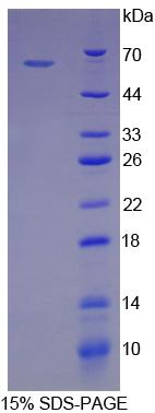 Recombinant Heat Shock Protein 60 (Hsp60)