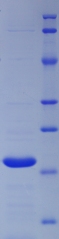 Recombinant Heat Shock Protein 60 (Hsp60)