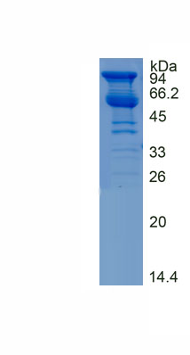 Recombinant Heat Shock Protein 90kDa Beta 1 (HSP90b1)