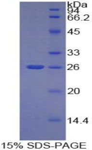 Recombinant Tumor Necrosis Factor Ligand Superfamily, Member 14 (TNFSF14)