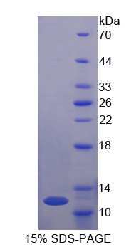 RPA833Ra02.jpg