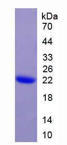 Recombinant Corticotropin Releasing Factor (CRF)