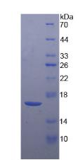 Recombinant Corticotropin Releasing Factor (CRF)