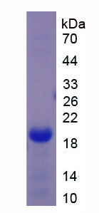 Recombinant Corticotropin Releasing Factor (CRF)