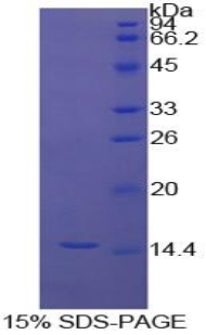 Recombinant Inhibin Beta A (INHbA)