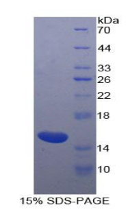 Recombinant Inhibin Beta A (INHbA)