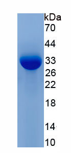 Recombinant Von Willebrand Factor A Domain Containing Protein 1 (vWA1)