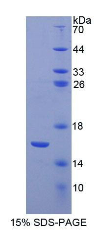 Recombinant Gonadotropin Releasing Hormone (GnRH)