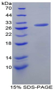 Recombinant Caspase 8 (CASP8)