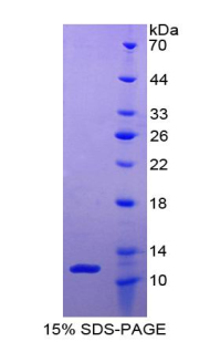 RPA860Hu02.jpg