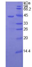 Recombinant Complement Component 3 (C3)