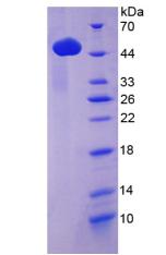 Recombinant Phospholipase A2 Group VII (LpPLA2)