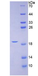 Recombinant Calcitonin Gene Related Peptide (CGRP)