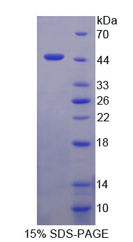 Recombinant Gastric Inhibitory Polypeptide (GIP)