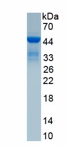 Recombinant Serum Amyloid A (SAA)