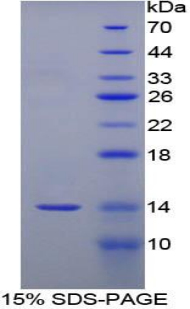 Recombinant Serum Amyloid A (SAA)