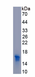 Recombinant Peroxisome Proliferator Activated Receptor Gamma (PPARg)