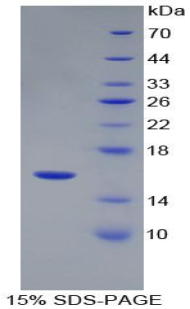 Recombinant Renin (REN)