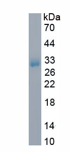 Recombinant Pulmonary Surfactant Associated Protein A1 (SFTPA1)