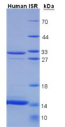 Recombinant Insulin Receptor (INSR)