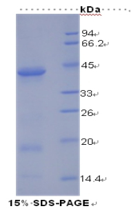 Recombinant Insulin Receptor (INSR)