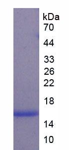 Recombinant Cystatin C (Cys-C)