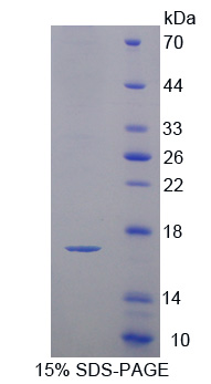 Recombinant Cystatin C (Cys-C)