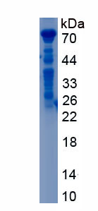 Recombinant Osteopontin (OPN)