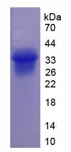 Recombinant Osteopontin (OPN)