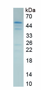 Recombinant Osteopontin (OPN)