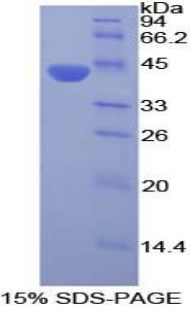 Recombinant Ceruloplasmin (CP)