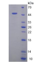 Recombinant Peroxisome Proliferator Activated Receptor Alpha (PPARa)