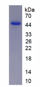 Recombinant Peroxisome Proliferator Activated Receptor Alpha (PPARa)